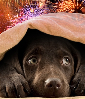 My pet hates fireworks – Guide to keeping pets calm on Bonfire night